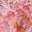 fawning-flora-coral