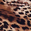 ocicat