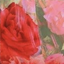 rose-garden
